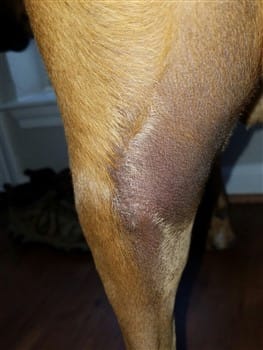 skin cancer on boxers